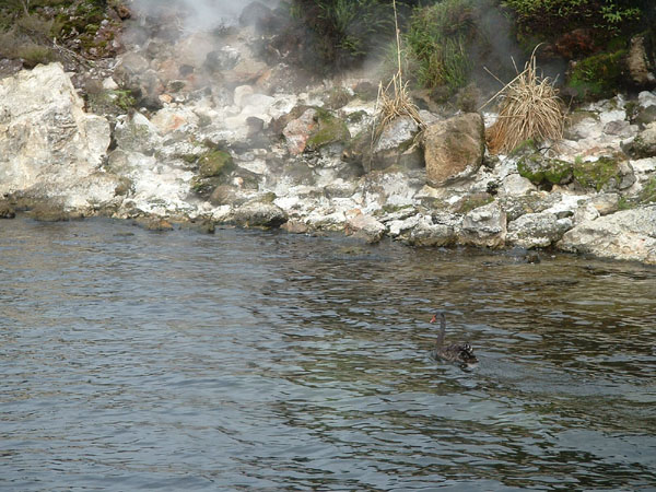 Waimangu Valley, Rotorua