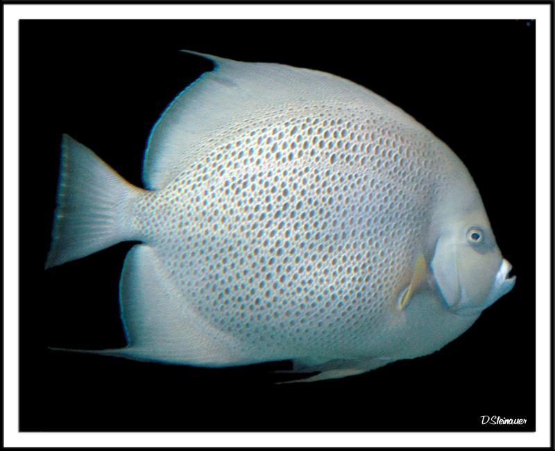 Fish (!)