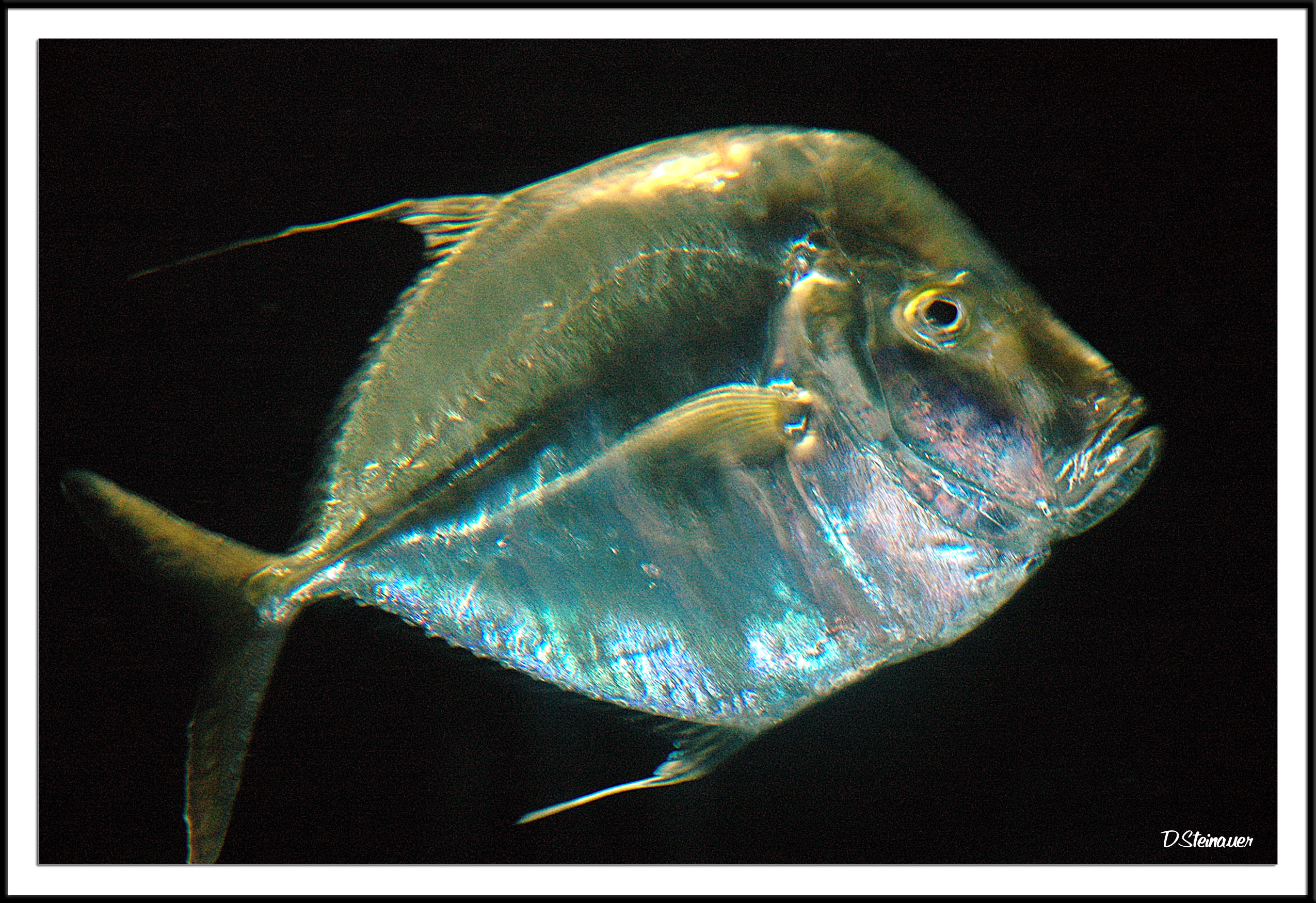 Fish (!)