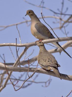 Mourning Doves