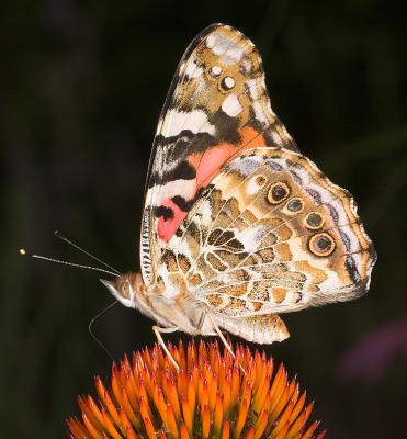 Painted Lady Butterfly 0205 (V39)
