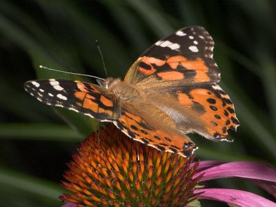 Painted Lady Butterfly 0213 (V39)