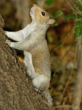 Squirrel 5843.jpg
