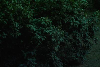 IMG05008.jpg
