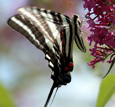 zebra swallowtail.jpg