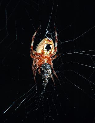 marbled orb spider.jpg