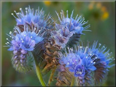 Scorpionweed