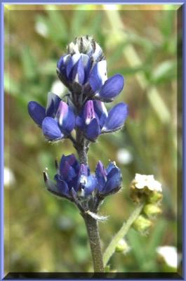 Desert Lupine