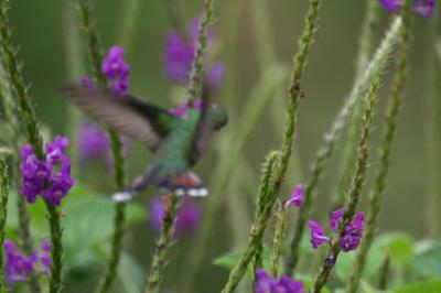 Blurry Hummingbird