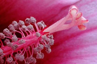 7/9/04 - Pink Hibiscus Macro