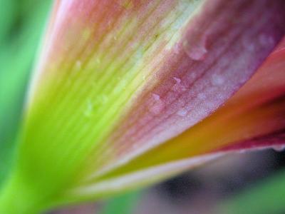 7/12/04 - Day Lily Abstract