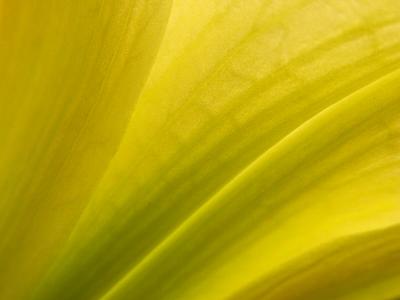 7/12/04 - Day Lily Abstract