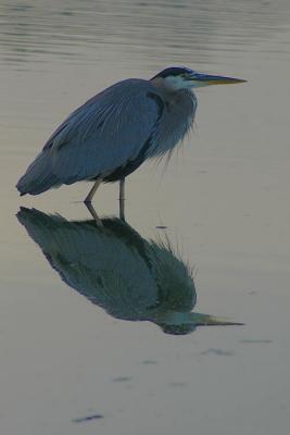 10/9/04 - Great Blue Heron Fishing