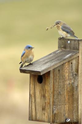 3/26/05 - Nest Building