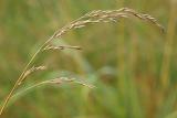 7/10/04 - Grass