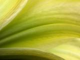 7/12/04 - Day Lily Abstract