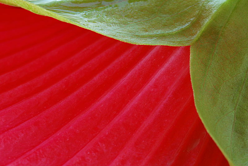 7/9/04 - Red Hibiscus Backside