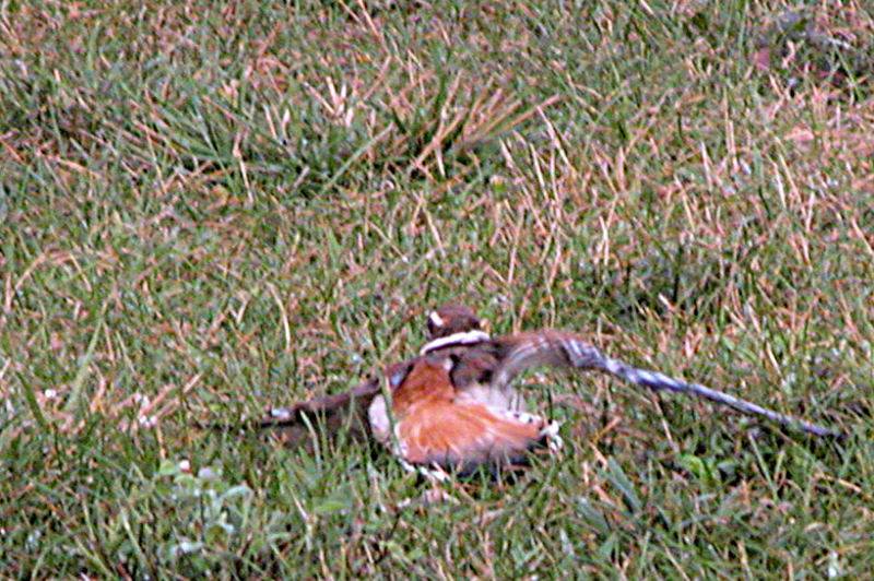 7/10/04 - Momma Killdeer