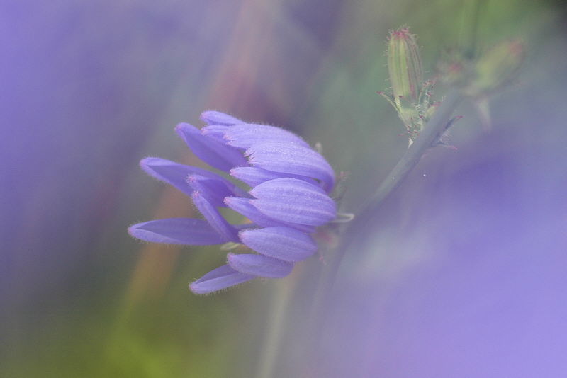 7/10/04 - Chickory Gauze