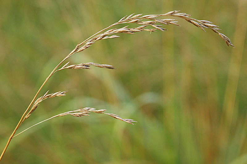 7/10/04 - Grass