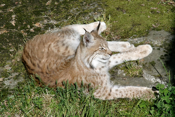 Lynx