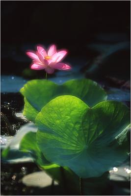 Lotus -2A.jpg