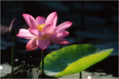 Lotus -3A.jpg