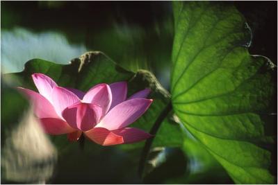Lotus -9.tif