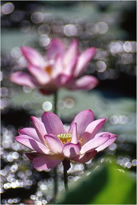 Lotus -a4A.jpg
