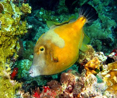 White Spotted Filefish