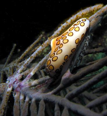 Flamingo Tongue Snail