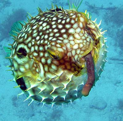 Puffer with Cigar