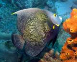 French Angelfish