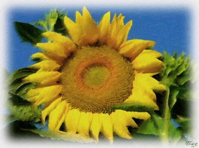 u34/elisa75/medium/31268568.girasole2.jpg