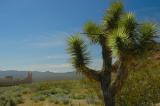 Rhyolite From Afar