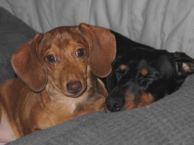 Bonding Dachshunds