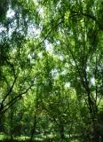 Forest, ultra wide angle