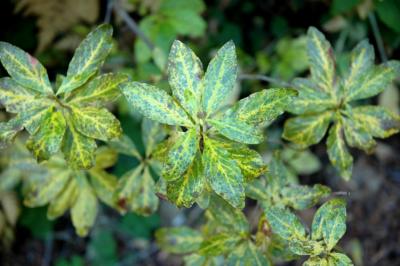 Green Leaves