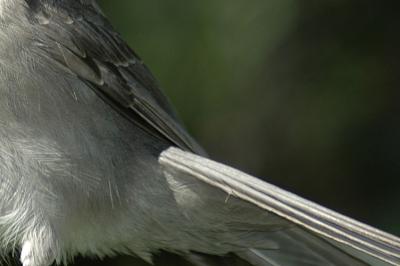 Feathers