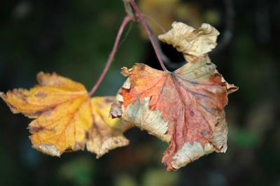 Shriveled Leaves