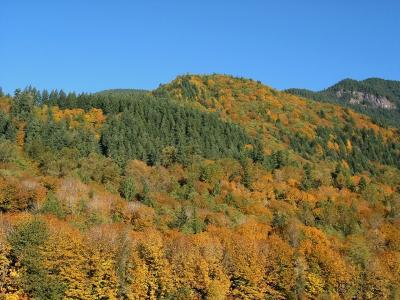 Foothills in Autumn