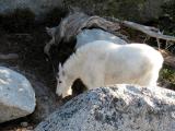 Goat Licking Up Salt