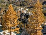 Golden Larches in Autumn