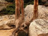 Worn Tree Trunks