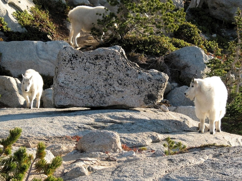 Three Goats
