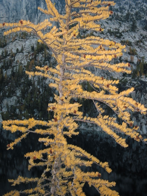 Golden Larch at Dusk Above Viviane Lake