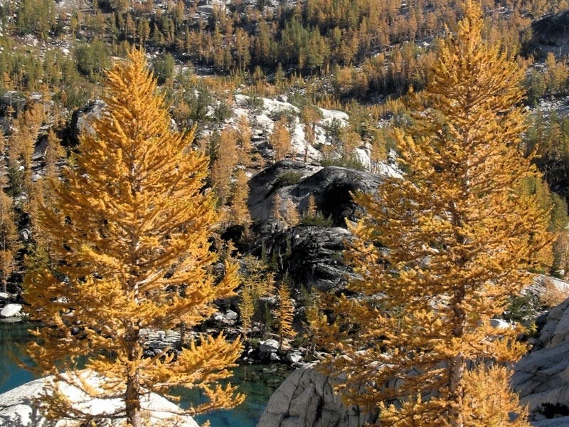 Golden Larches in Autumn
