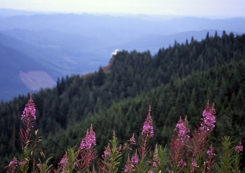 Kloshe Nanich and Wildflowers (Slide)