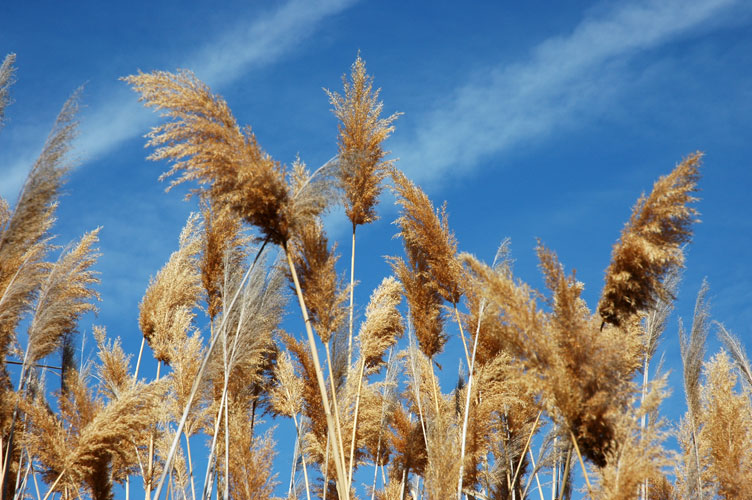 Brown Plants Blue Sky