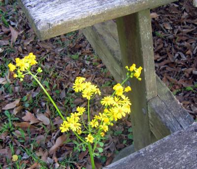 Butterweed and Picnic Table